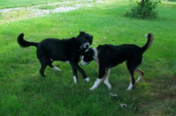 rosco and moss border collies